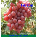 Best Quality Fresh Red Globe Grape 2014 Crop